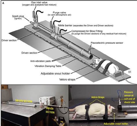 Shock-tube design and experimental setup for bTBI. A) Design and ...