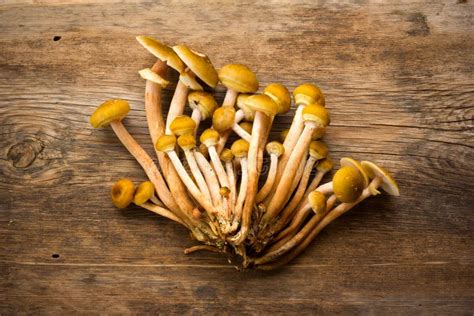 Raw Yellow Edible Wild Mushrooms Mushrooms in a Large Frying Pan on an Old Black Wooden Table ...