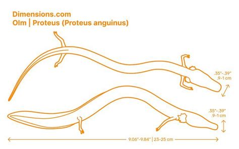 Olm | Proteus (Proteus anguinus) in 2022 | Olm, Amphibians, Adaptations