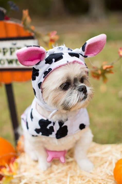 Focus: Maggie | Pet halloween costumes, Dog halloween costumes, Pet ...