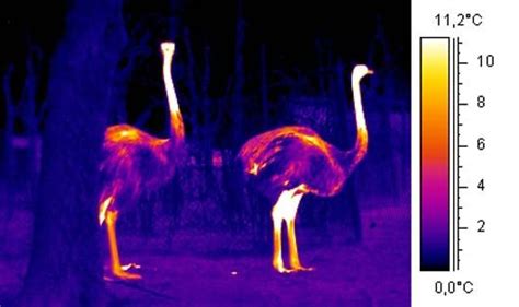 Hot and wild! 14 thermal images of animals Thermal image of ostrich Animals Images, Animals And ...