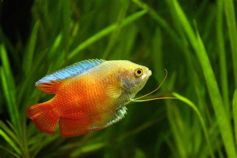 Dwarf Gourami: The Complete Care And Breeding Guide - Fishkeepingfans.com