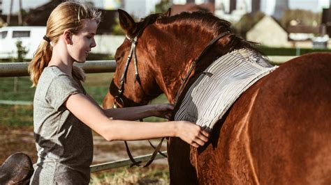 Saddle Training A Young Horse: Step By Step