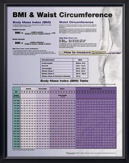 BMI & Waist Circumference anatomy poster | Weights, Charts and Primary care