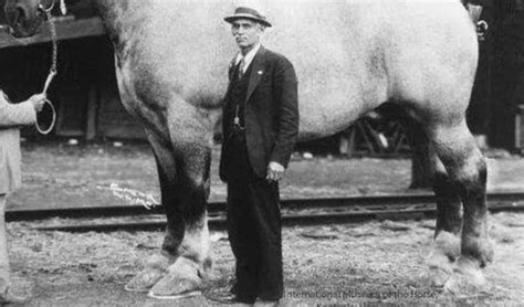 See 'Sampson' - The Largest Horse Ever Recorded - A-Z Animals