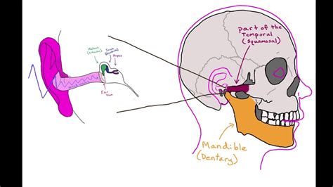 SYCS- Snake Jaw Anatomy (swallowing prey) - YouTube