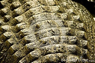 Alligator Skin Stock Photography - Image: 1550432