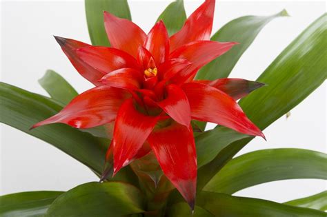 Gellerts - La Alegría de las Plantas - Variedades de Guzmania | Red plants, Plants, Desert rose ...