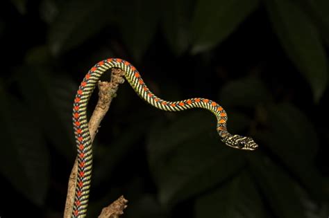 18 Chrysopelea (Flying Snakes) Facts - Fact Animal