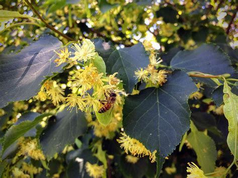 10 Species of Linden Trees for Your Landscape