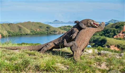 What Is The Largest Animal In The World? - Cook Lantoo