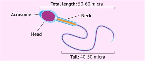 Ideal sperm morphology