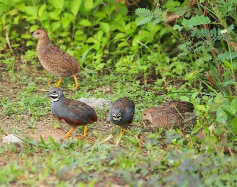 Backyard Quail Farming - Quail Raising Practices | Agri Farming