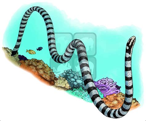 Sea Snake Drawing at GetDrawings | Free download