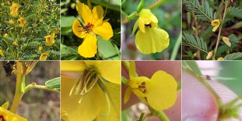 Partridge Pea vs Sensitive Partridge Pea: Identification - bplant.org