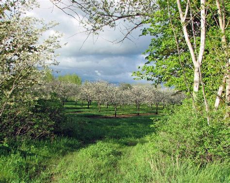 Cherry Blossoms in Door County | Door county wisconsin, Door county, Door county cherries