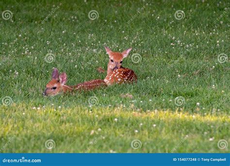 Two White-tailed Deer Fawns Bedded Down Stock Photo - Image of ...