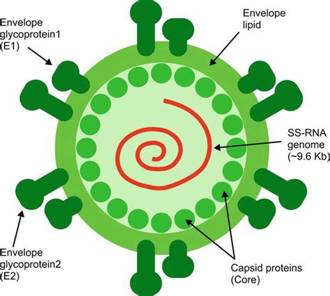 Hepatitis C Virus Structure and Diagnostic Methods | IntechOpen