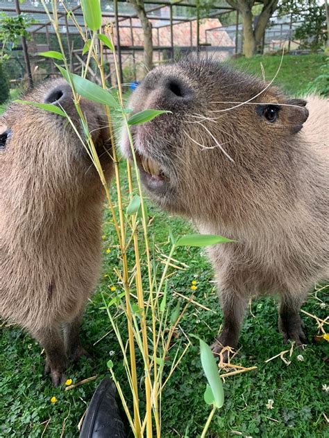 Capybara Experience - Shepreth Wildlife Park