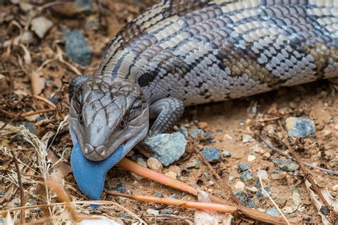 Australian Blue-Tongue Lizard (Warning: 6 images): Nature and Wildlife ...