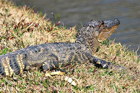 Explore the Atchafalaya National Heritage Area - RVing with Rex