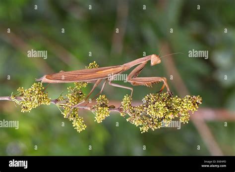 Praying Mantis (Mantis religiosa), Burgenland, Austria Stock Photo - Alamy