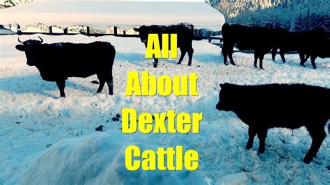 All About Dexter Cattle - YouTube