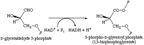 Glyceraldehyde-3-Phosphate Dehydrogenase