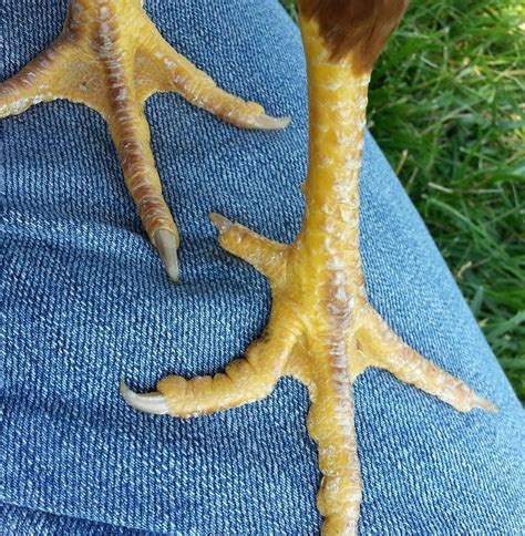 Normal chicken leg or scaly leg mite? (photo added) | BackYard Chickens ...