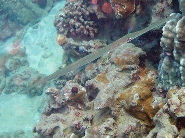 Bluespotted Cornetfish - Fistularia commersonii - Cornetfishes - - Hawaii Reefs