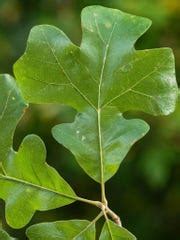 Post oak leaves have cross shape