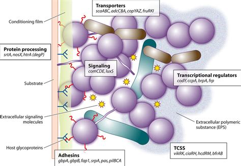 Integration of adhesins, receptors, signals, adaptation, and nutrition ...