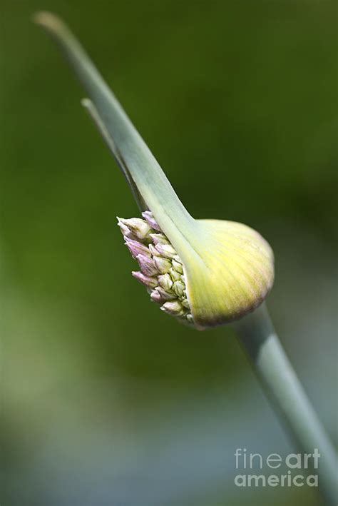 World Of Edible Garlic Photograph by Joy Watson - Fine Art America