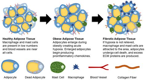 Adipose Tissue With Adipocytes