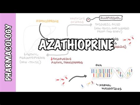 Azathioprine - Pharmacology, Mechanism of Action, Side Effects • Video ...