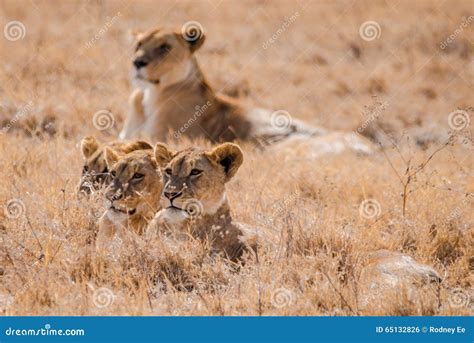 Lions in Ngorongoro Crater stock photo. Image of safari - 65132826