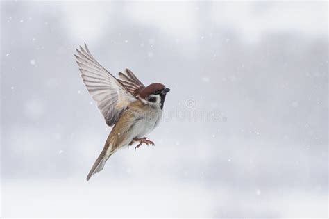 Sparrows Flying