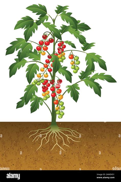 Illustration of cherry tomato plant with root under the ground Stock ...