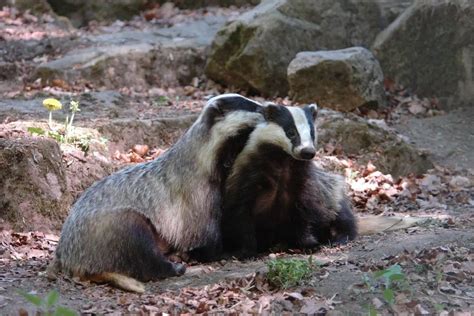 What Does A Badger Sound Like? (With Examples) | Assorted Animals