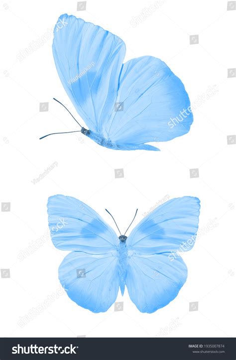 430,066 Mariposas Azules Images, Stock Photos & Vectors | Shutterstock