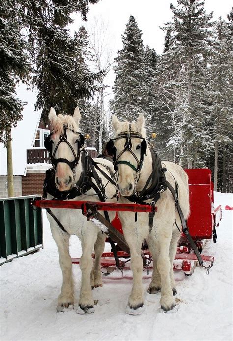 1000+ images about Sleigh Ride on Pinterest | Winter, Snow and Horse drawn