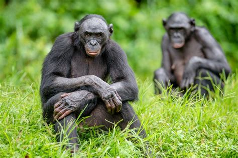 Study: Bonobos closer to humans than chimps • Earth.com