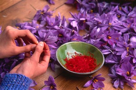 Spiritual Meaning Of Saffron: Divine Healing - Infarrantly Creative