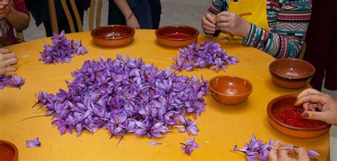 Saffron harvesting - Luxeat