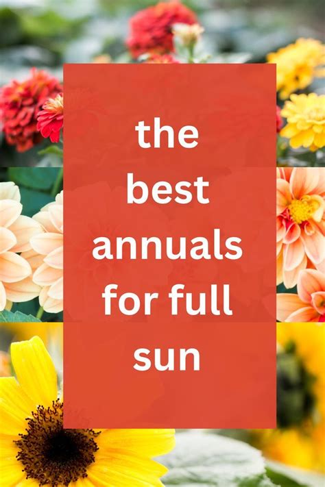 The Best Annuals For Full Sun: Get A Full List Of Sun Loving Annuals ...