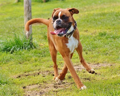 18 Most Common Boxer Dog Health Problems and How to Prevent – Munchbird