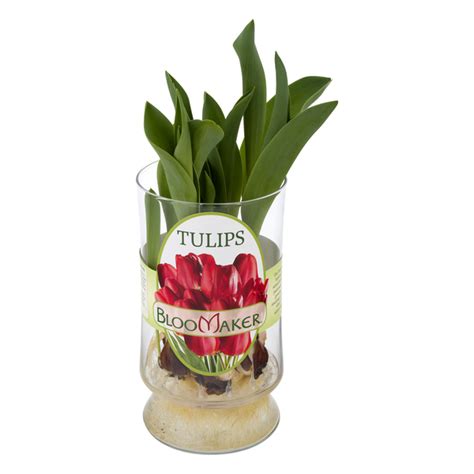 Save on Bloomaker Tulip Bulbs in Clear Glass Vase - 7 Bulbs Order ...