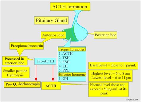 ACTH (Adrenocorticotropic Hormone), Cushing's Syndrome - Labpedia.net