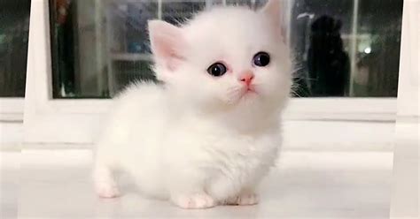 Funny Kitten - This Baby Munchkin Kitten Will Melt Your Heart - Fun ...