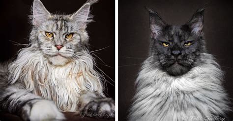 30 Majestic Pictures of Maine Coon Cats by Robert Sijka